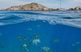 Alien species in the Mediterranean Sea