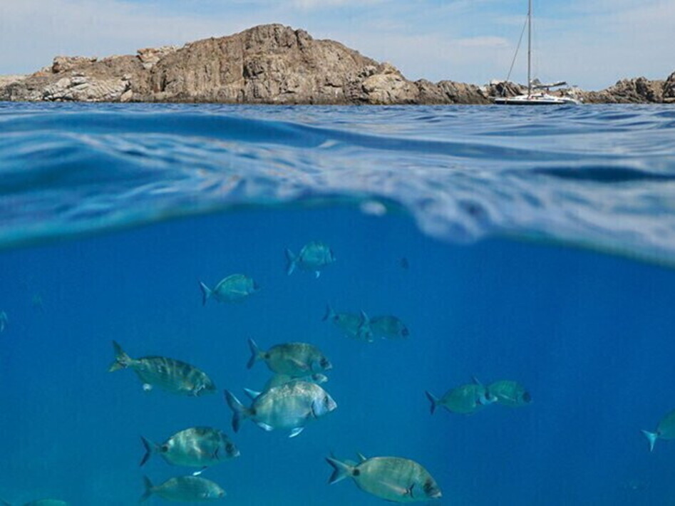 Alien species in the Mediterranean Sea