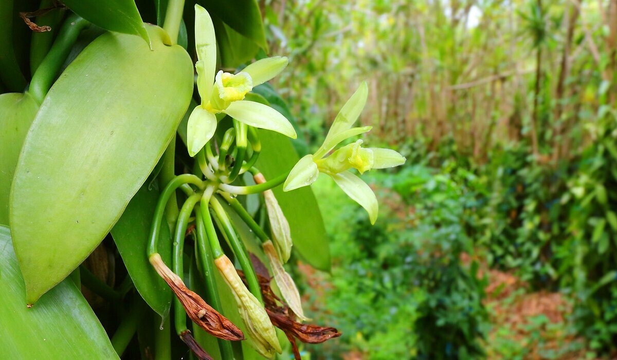 Pianta di vaniglia