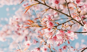 Bentornata primavera