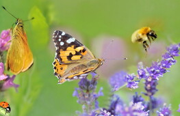 Un ronzio per la biodiversità