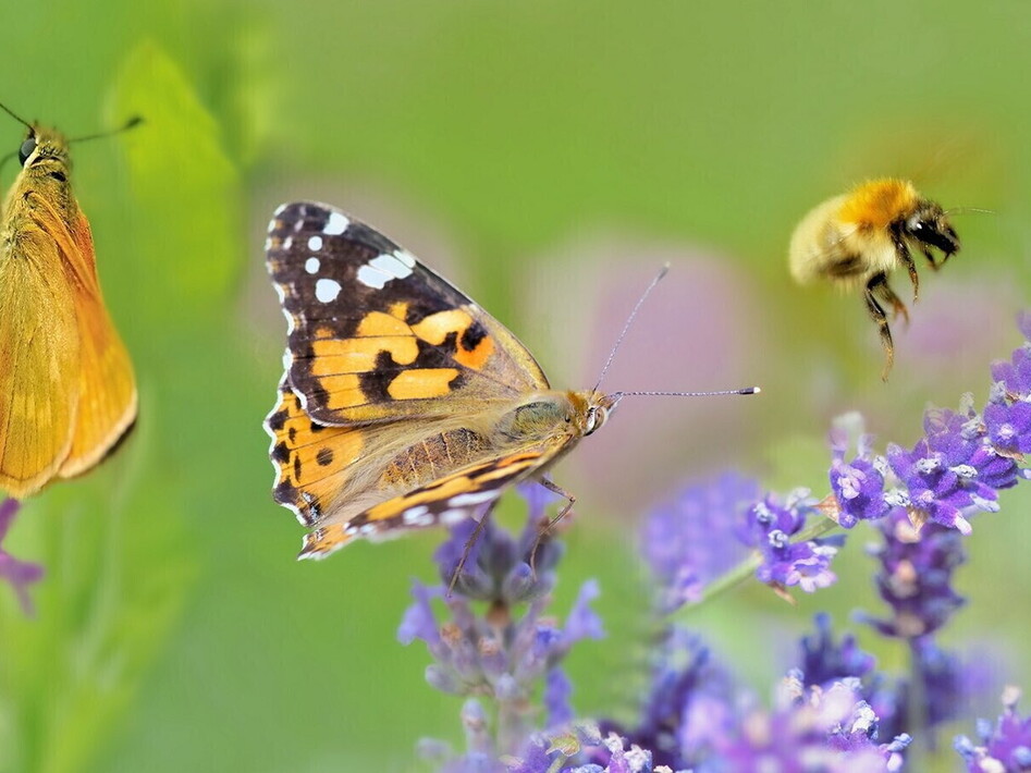A buzz for biodiversity