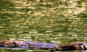 The glow of duck-billed platypuses
