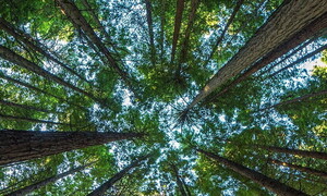 Giornata mondiale della natura