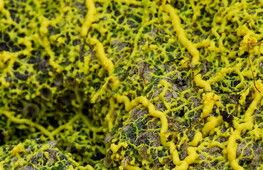 Can you be intelligent without a brain?