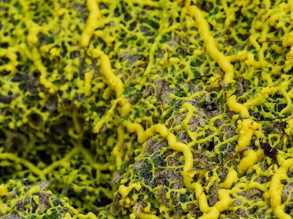 Can you be intelligent without a brain?