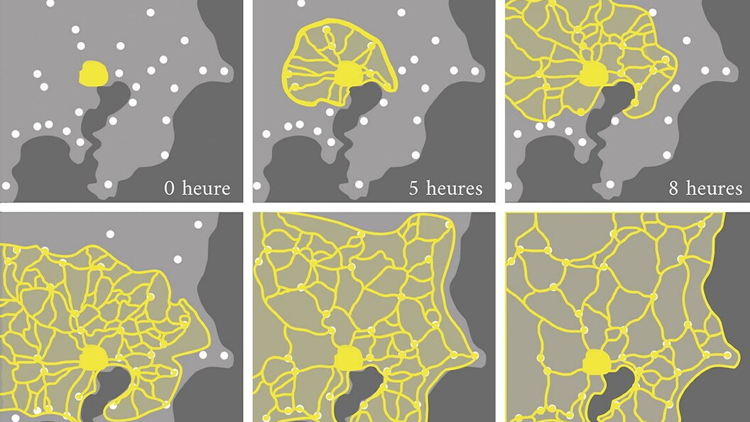 Networks created by Physarum polycephalum.