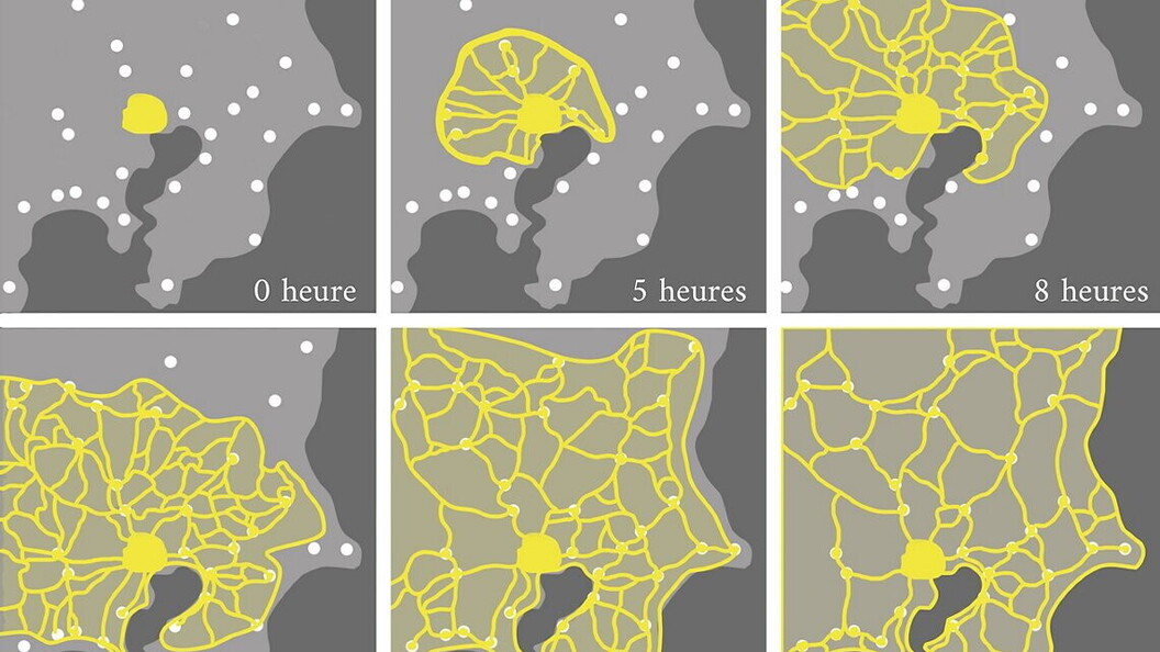 Networks created by Physarum polycephalum.