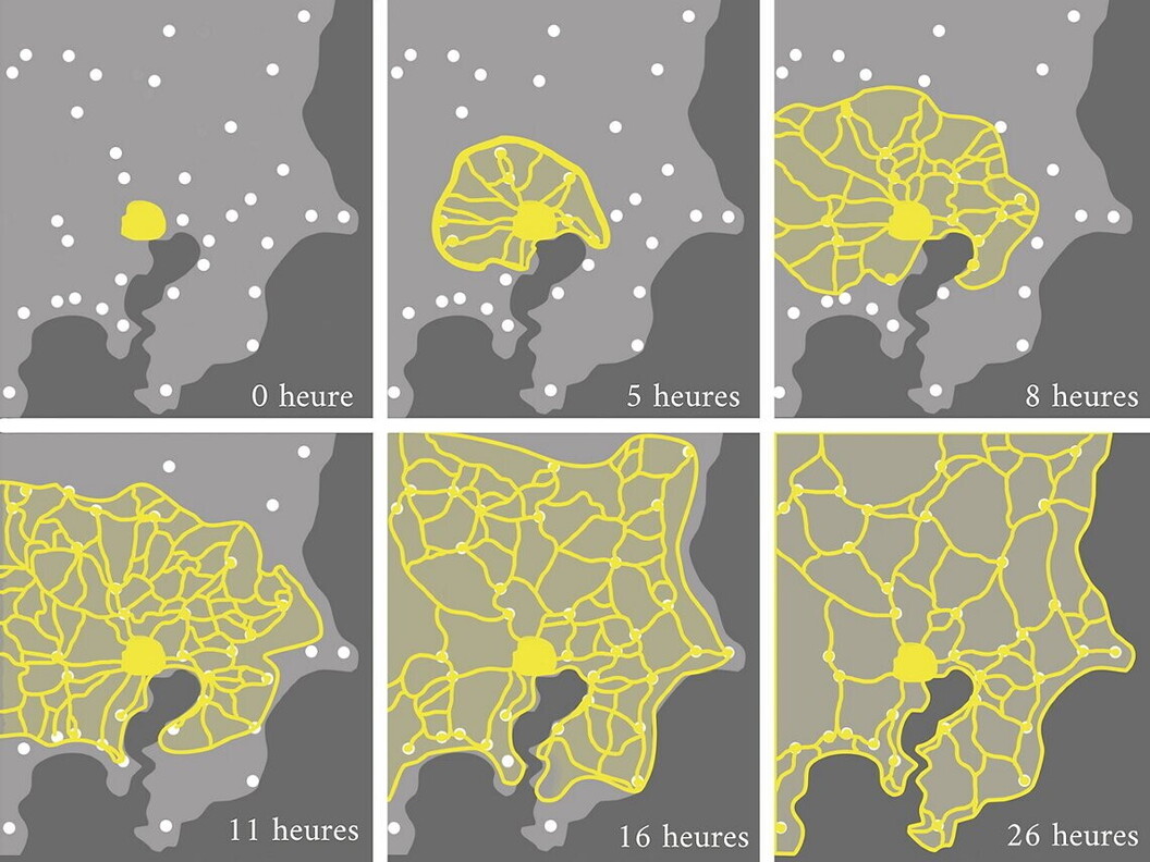Networks created by Physarum polycephalum.