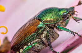  Japanese beetles and other alien species 