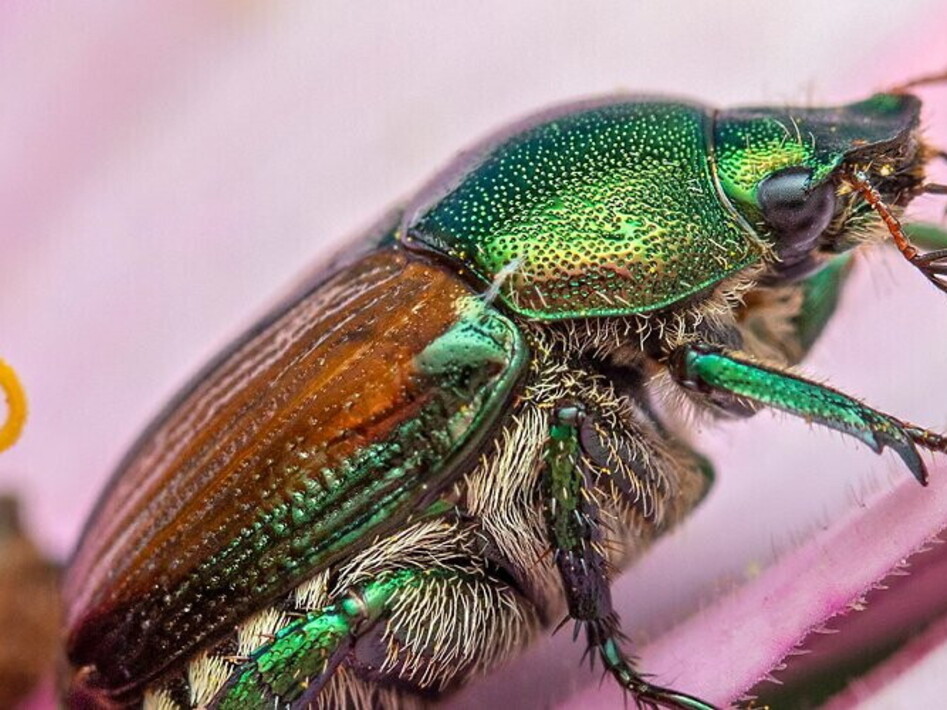 La Popilia e altri alieni