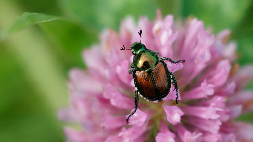 Popilia japonica.
