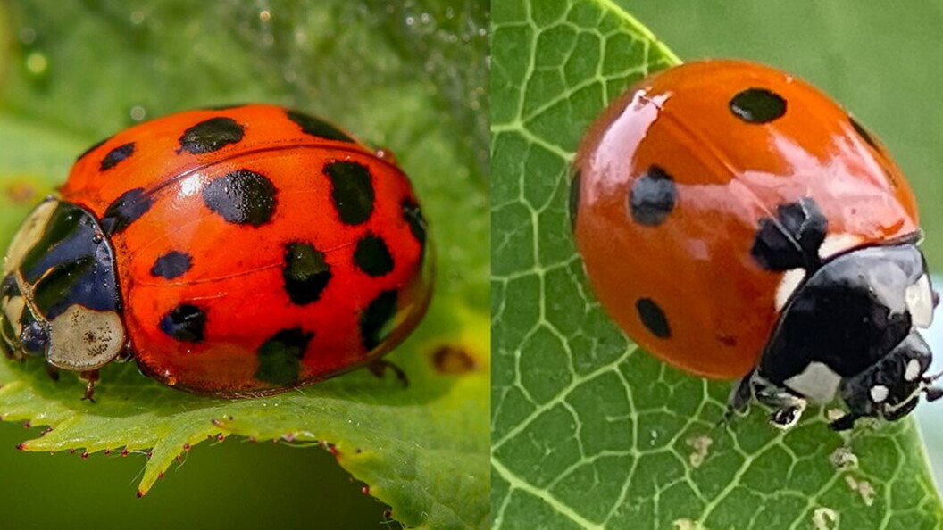 Coccinelle