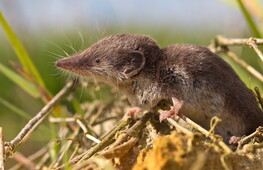 Il mustiolo, ferocia in miniatura