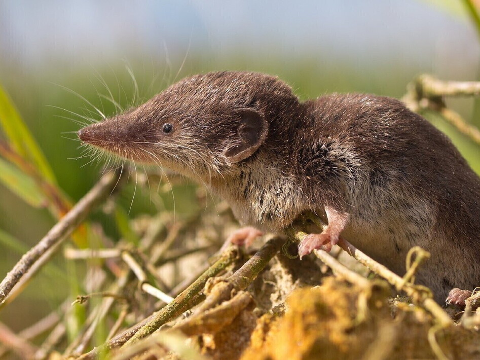  Il mustiolo, ferocia in miniatura 