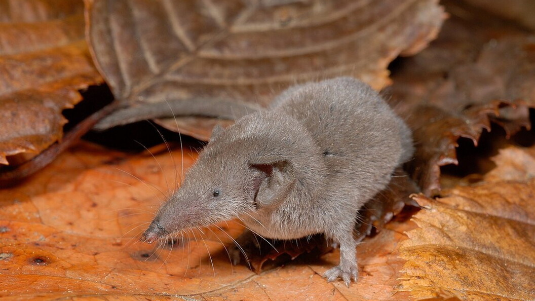 Crediti: Roberto Sindaco, alcuni diritti riservati (CC BY-NC-SA). www.inaturalist.org