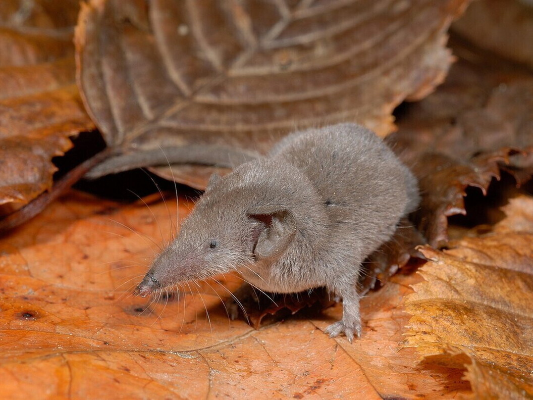 Crediti: Roberto Sindaco, alcuni diritti riservati (CC BY-NC-SA). www.inaturalist.org