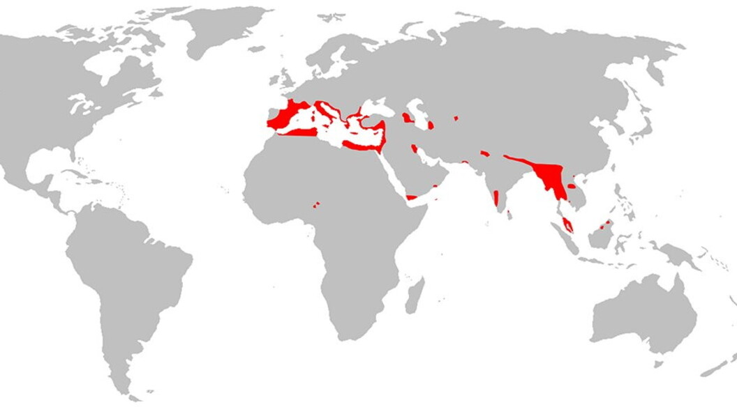 Areale del mustiolo. Crediti: Wikimedia Commons