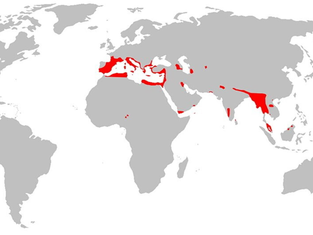 Areale del mustiolo. Crediti: Wikimedia Commons