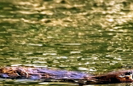 La luce dell’ornitorinco