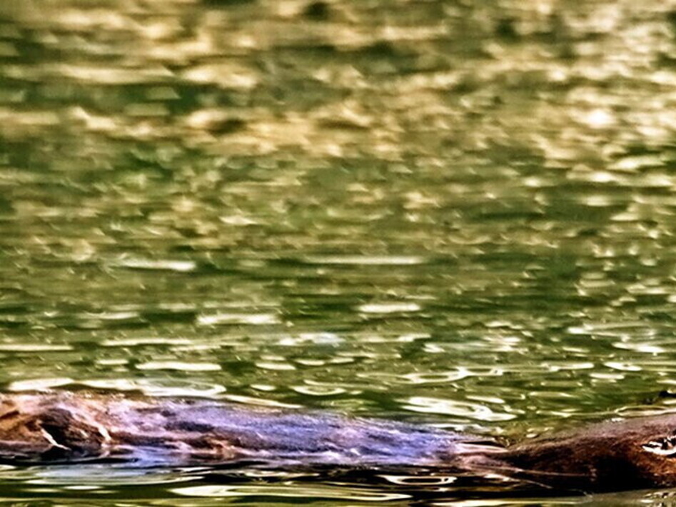 La luce dell’ornitorinco