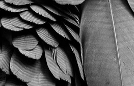 Intelligente come un corvo