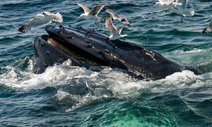 Le balene contro la crisi climatica