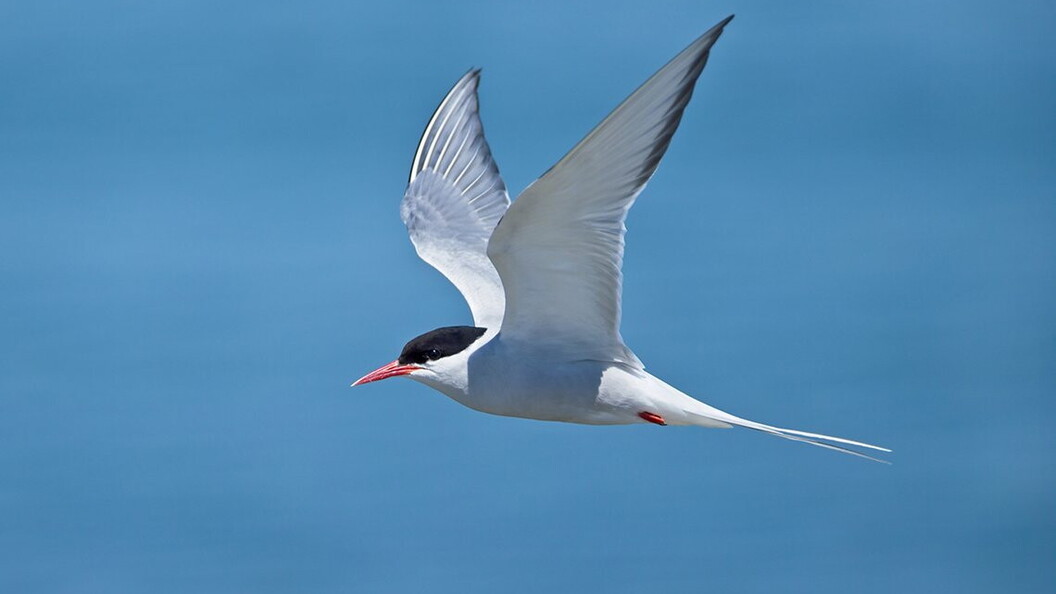 Arctic tern in flight