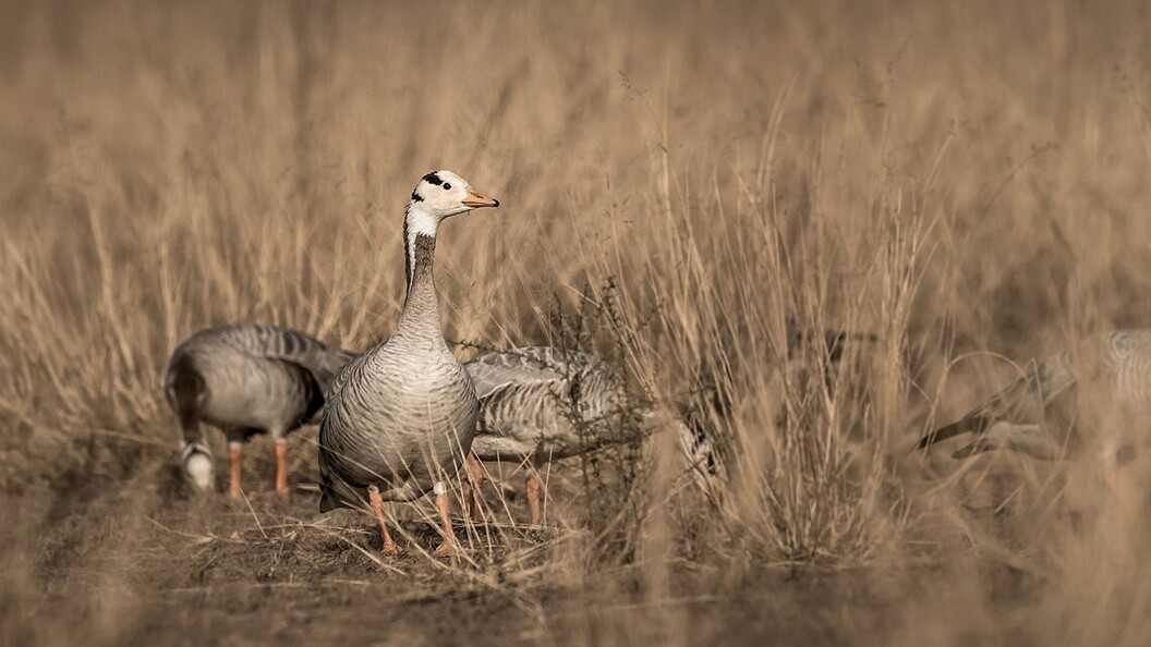 Bar-headed goose