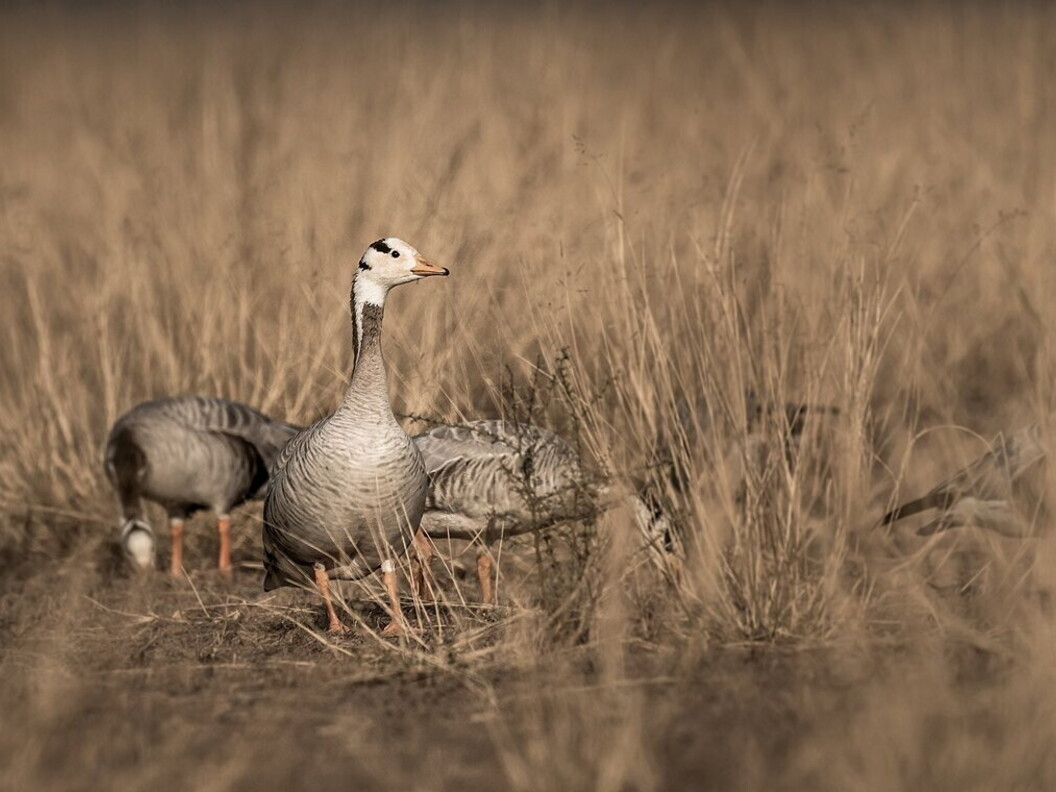 Bar-headed goose