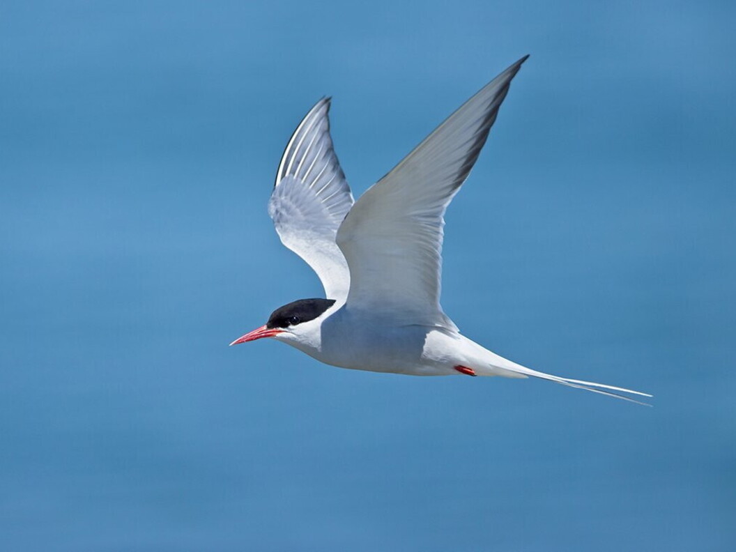 Arctic tern in flight