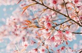 Bentornata primavera