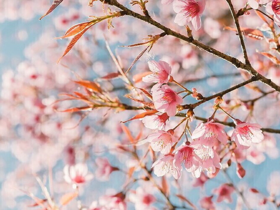 Bentornata primavera