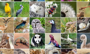 International Day for Biological Diversity 2023 