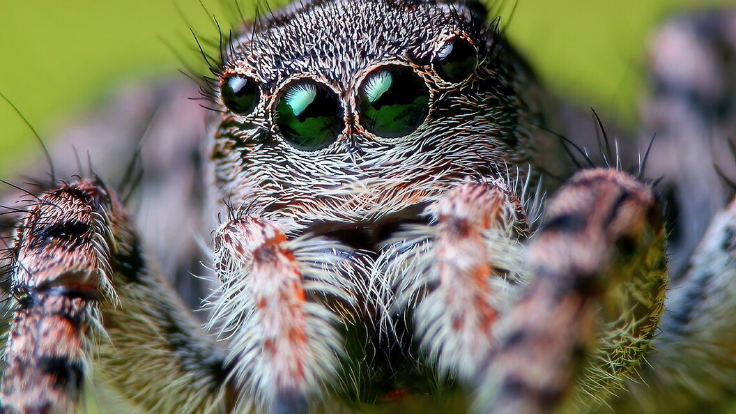 Close-up of the movable eyes of a spider belonging to the family Salticidae.