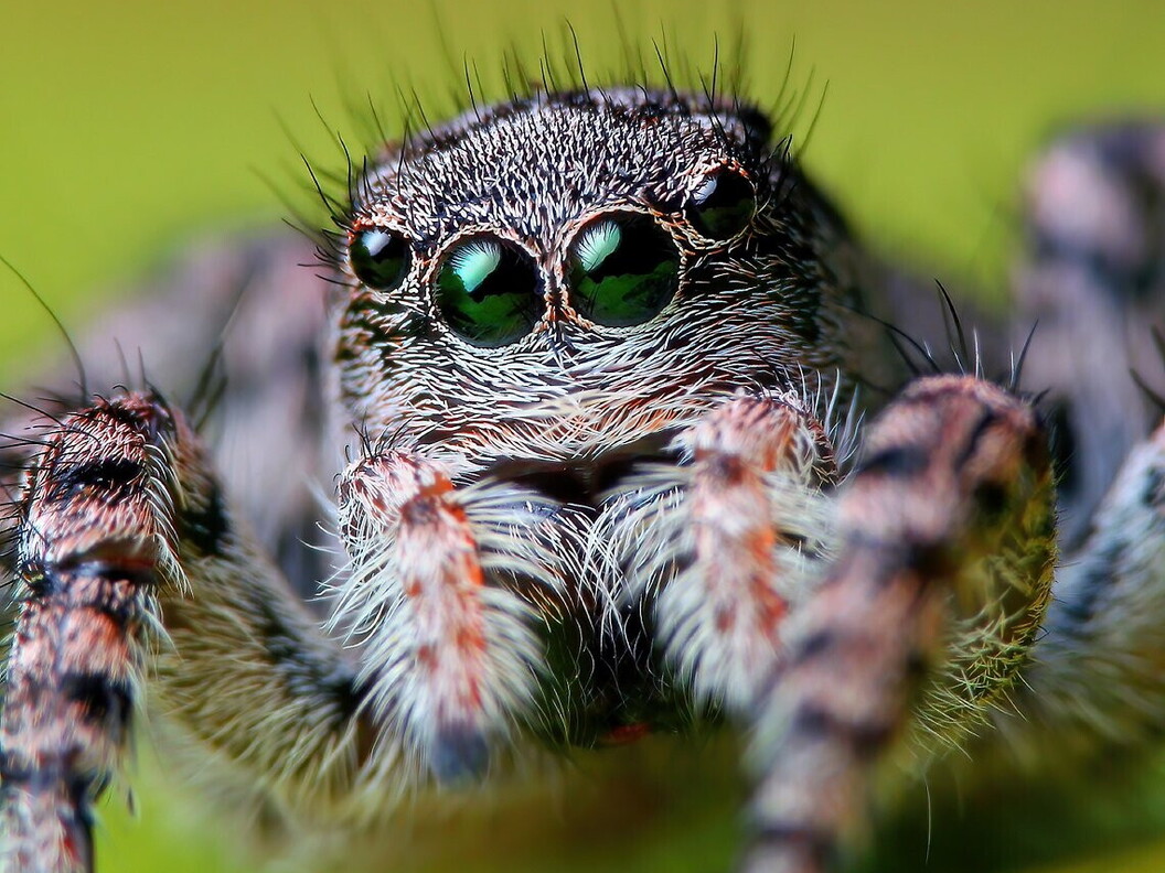 Close-up of the movable eyes of a spider belonging to the family Salticidae.