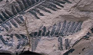 Datazione al radiocarbonio