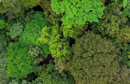 Amazzonia in pericolo