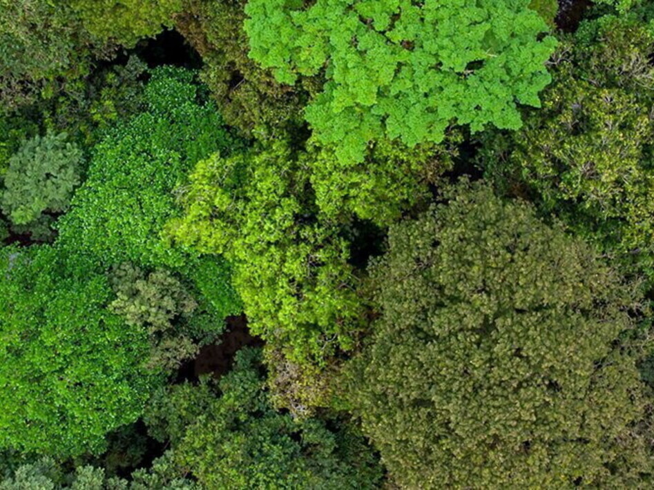  The Amazon rainforest is in danger 