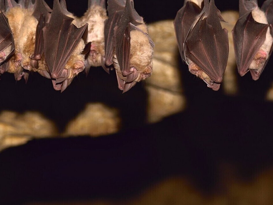 Curiosità “pipistrellesche”