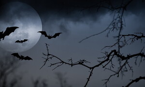 Pipistrelli, i signori delle tenebre