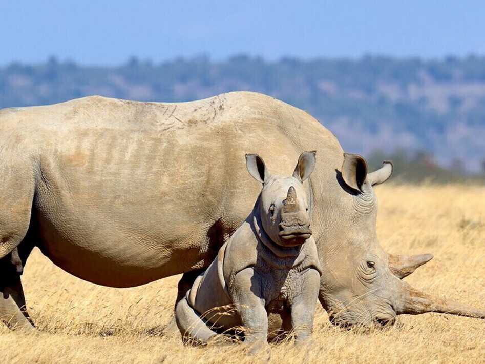 Il rinoceronte, un animale a rischio