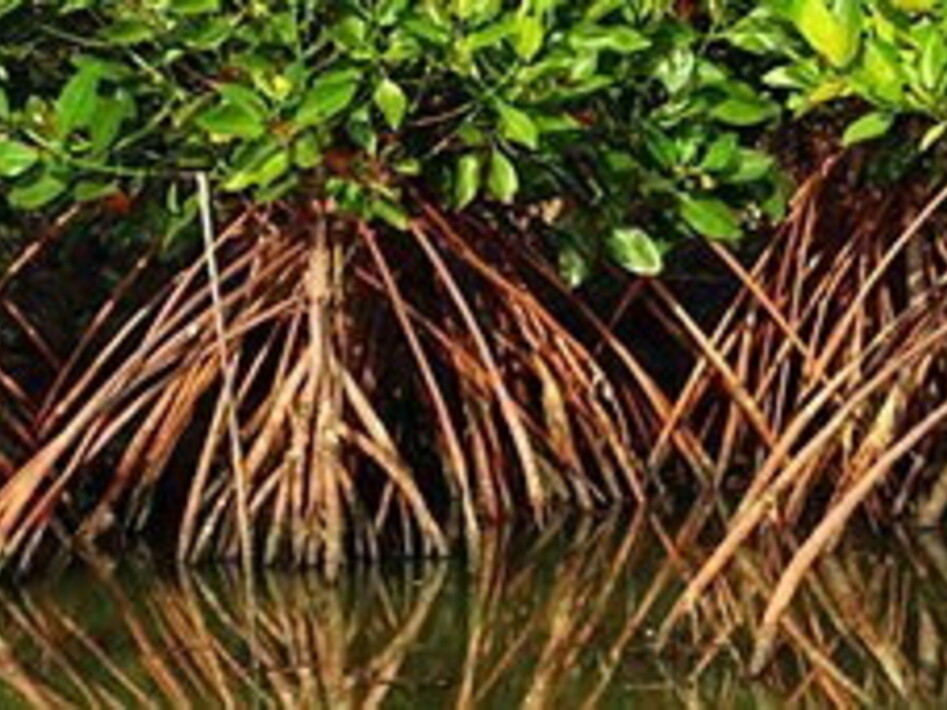 Mangrovie, dove la foresta incontra il mare