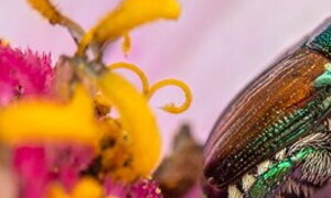 Japanese beetles and other alien species