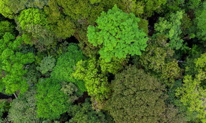 Amazzonia in pericolo