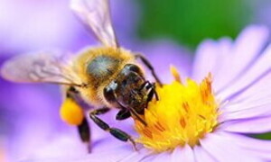 Impollinazione, un’alleanza perfetta fra piante e animali
