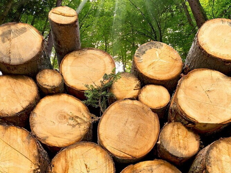 Conoscere la biomassa