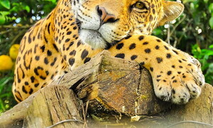 Scrigno di biodiversità