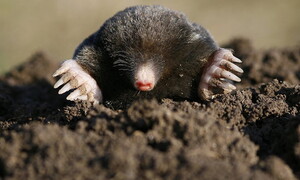 Gli abitanti del suolo