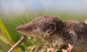 Il mustiolo, ferocia in miniatura